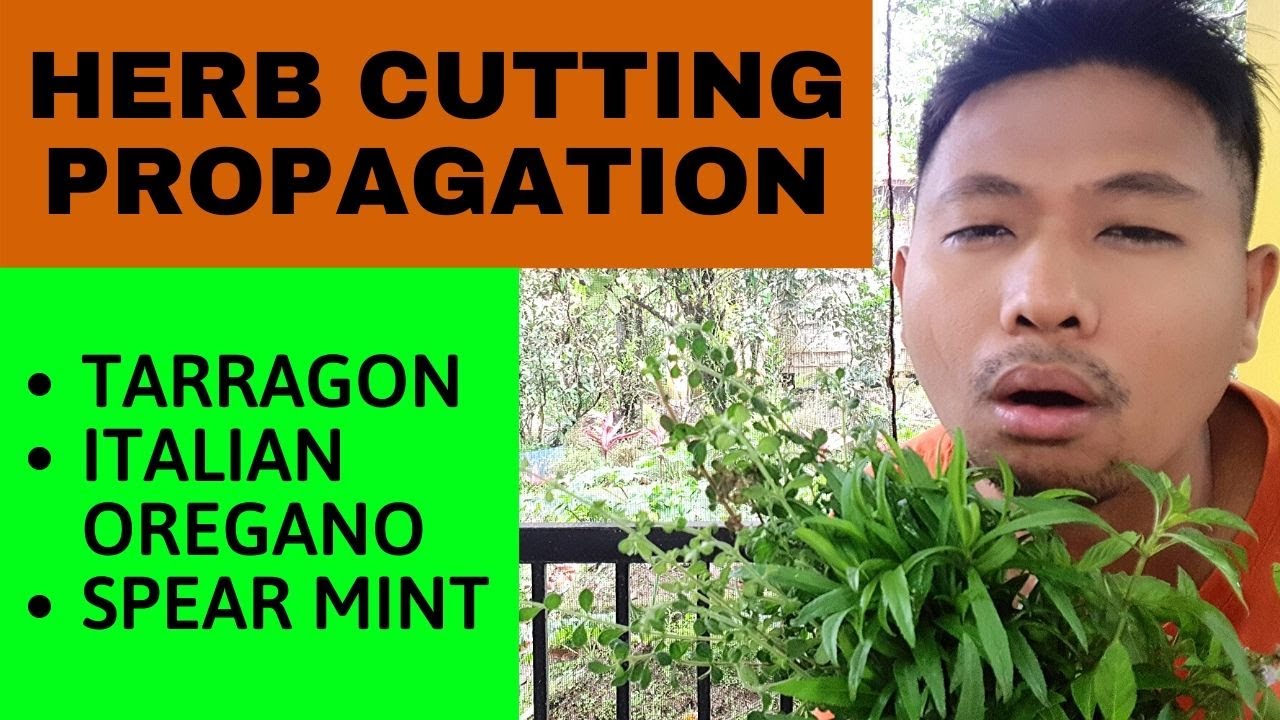 How to Propagate Herb Cuttings: Tarragon, Italian Oregano and Spearmint (Paano Paramihin ang herbs)