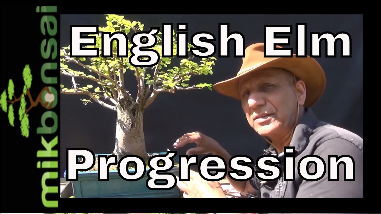 English Elm Bonsai Progression  - The English Elm Bonsai Tree -  Part 2