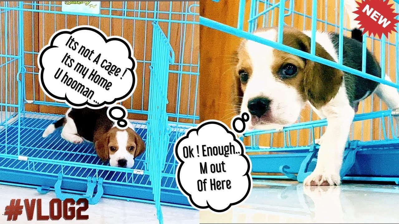 Puppy Reacts to New Home / Cage / Crate , Is it Happy ? How to use it ? Beagle - Video 2