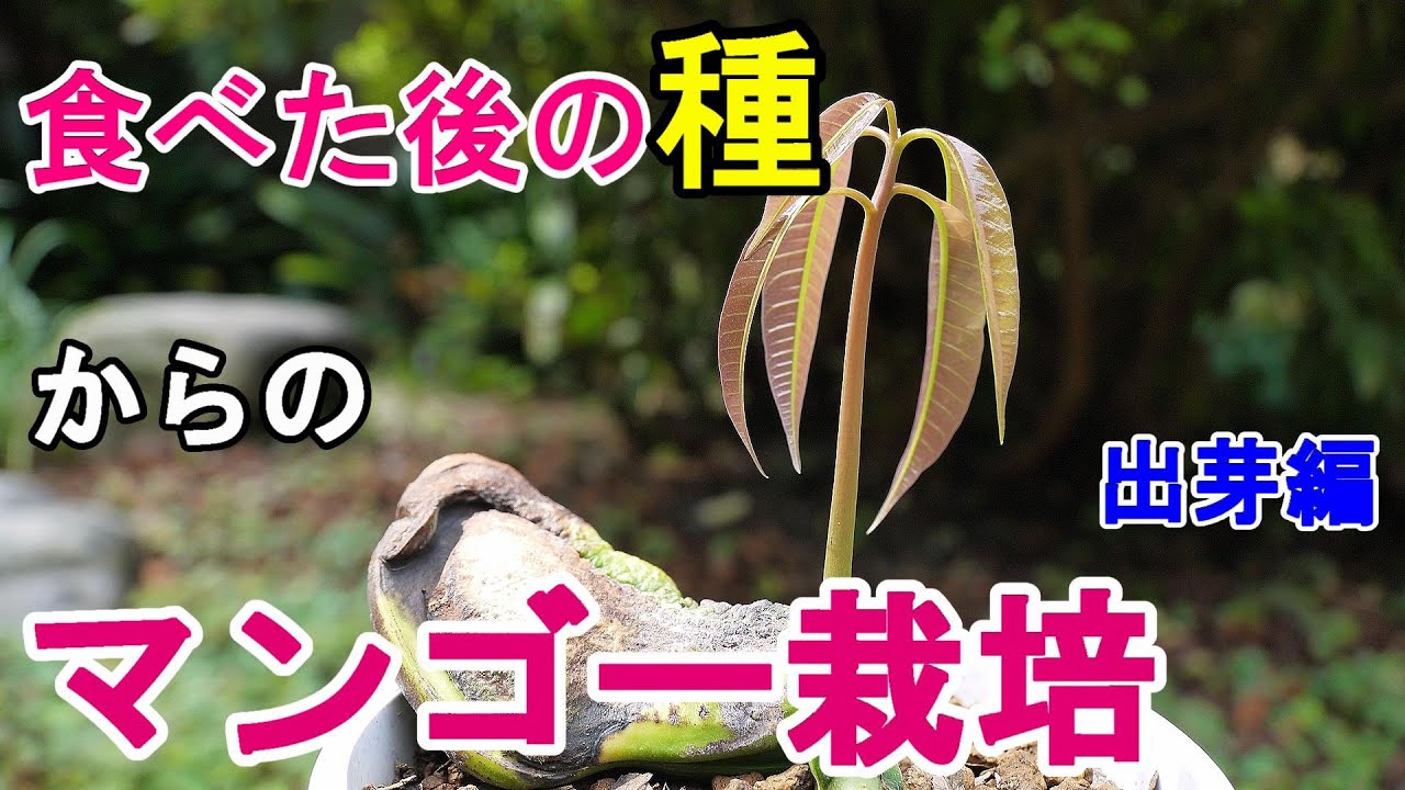 マンゴーの種まき２　植え付け～出芽