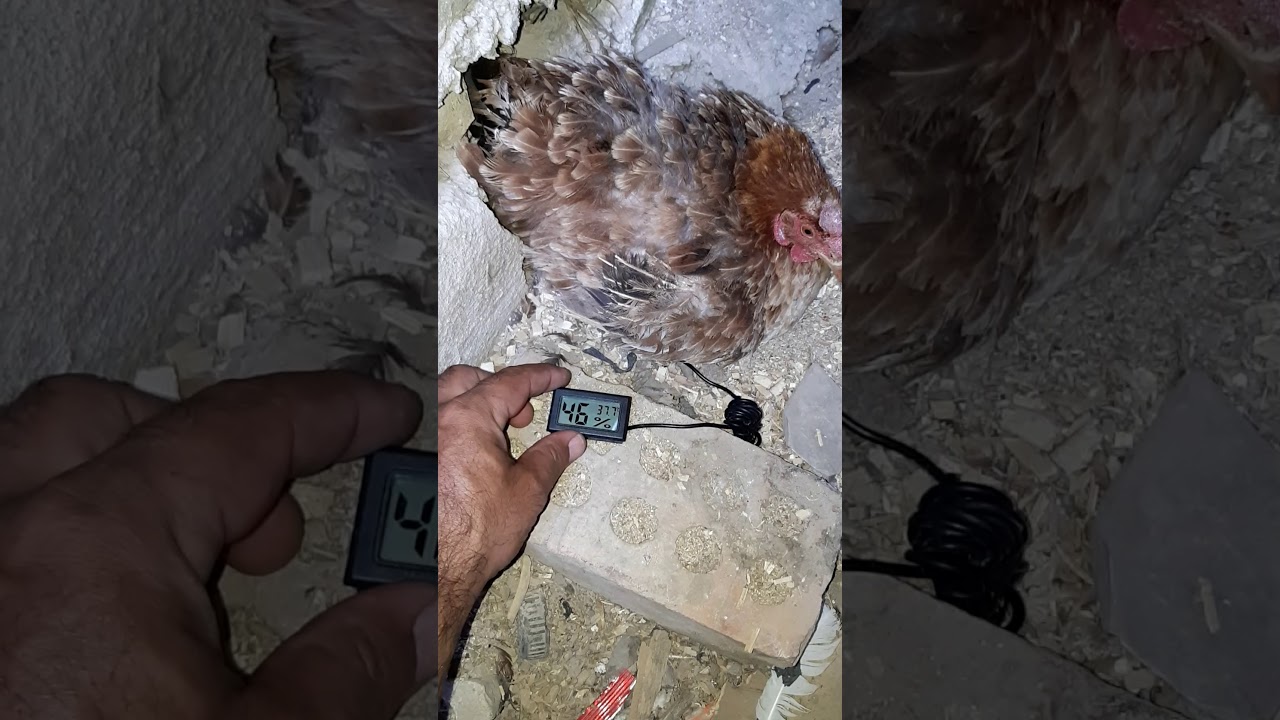 معرفه حراره وا رطوبه تحت الدجاجه الراقده على البيض