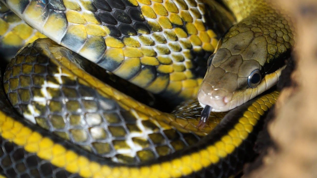 Portrait de l'Elaphe taeniura (couleuvre asiatique)