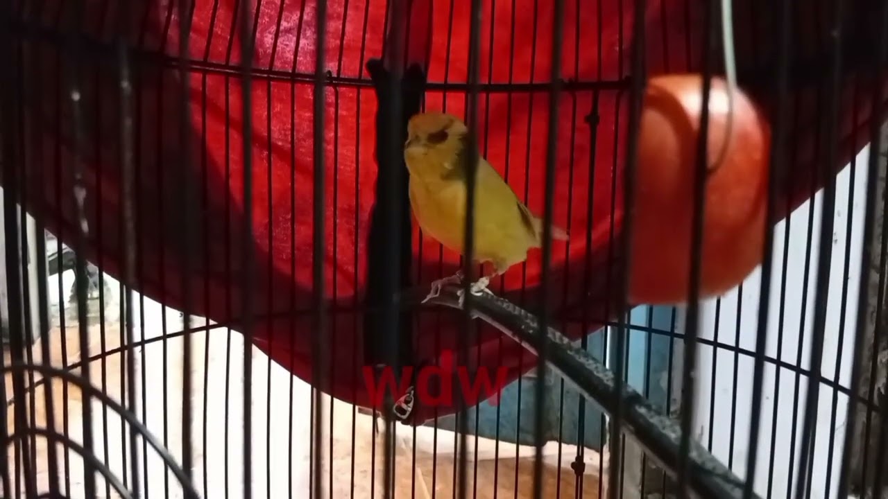 Kenari memanggil BETINA pemancing birahi bahan muda