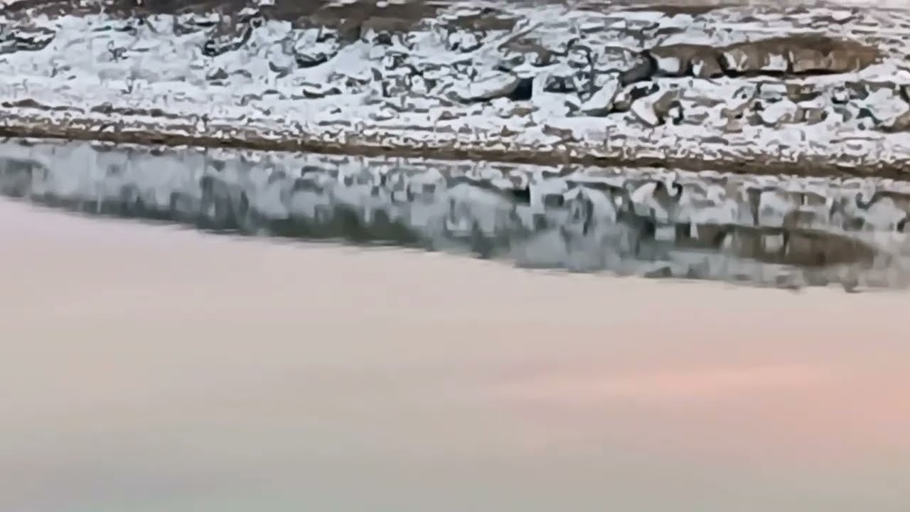 Fox 🦊 runs along the shore to find shelter / Лисичка 🦊 бежит вдоль берега в укрытие ++ #fox #foxes