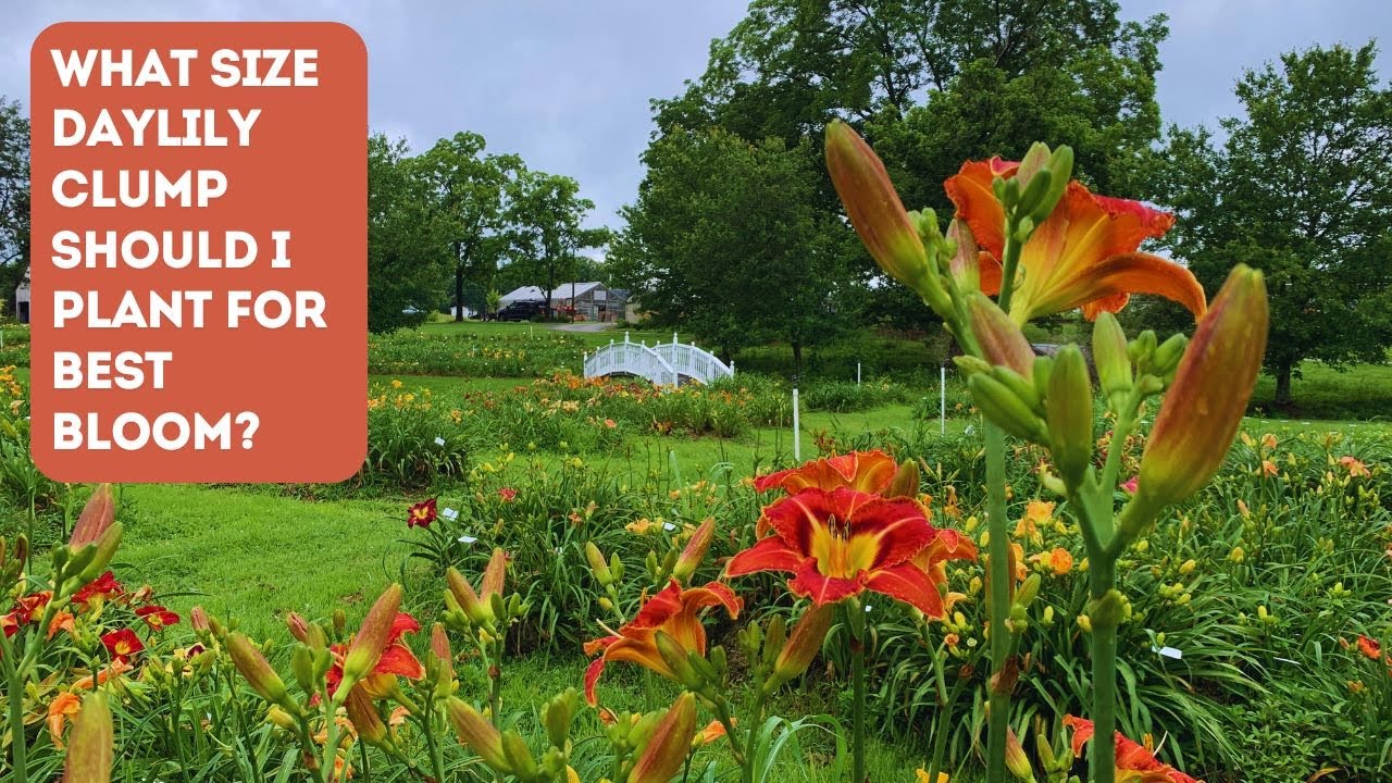 The BEST Way to Create a Perfect Daylily Clump for Stunning Blooms