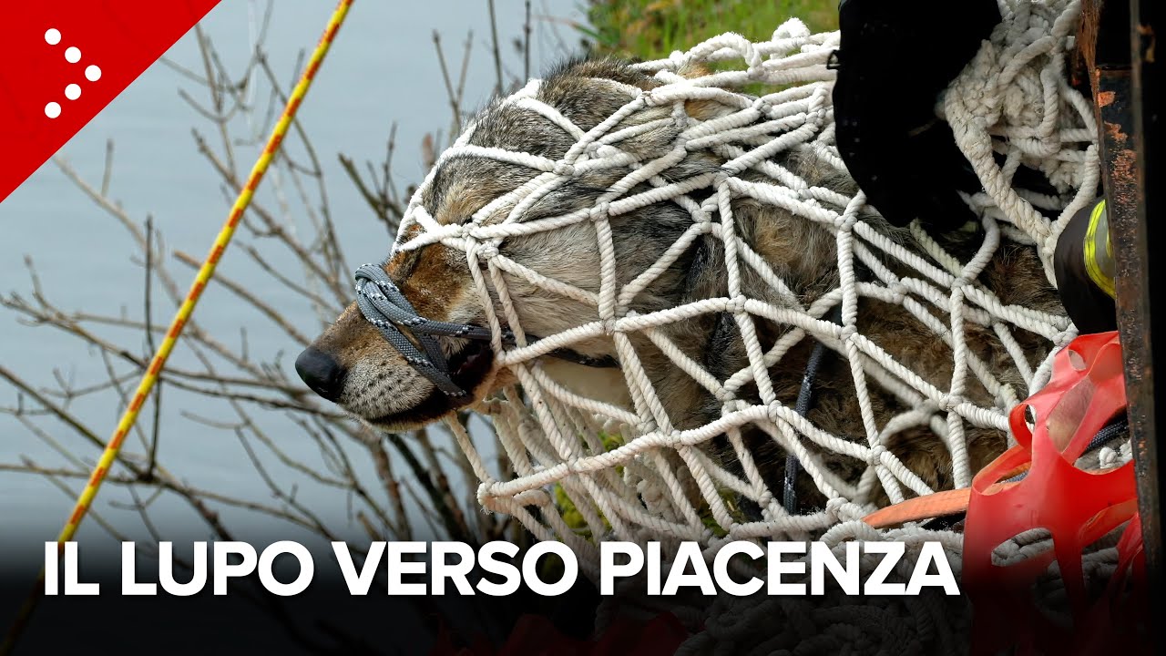Lupo nel Naviglio, l'animale viene trasportato dall'ambulanza veterinaria verso Piacenza
