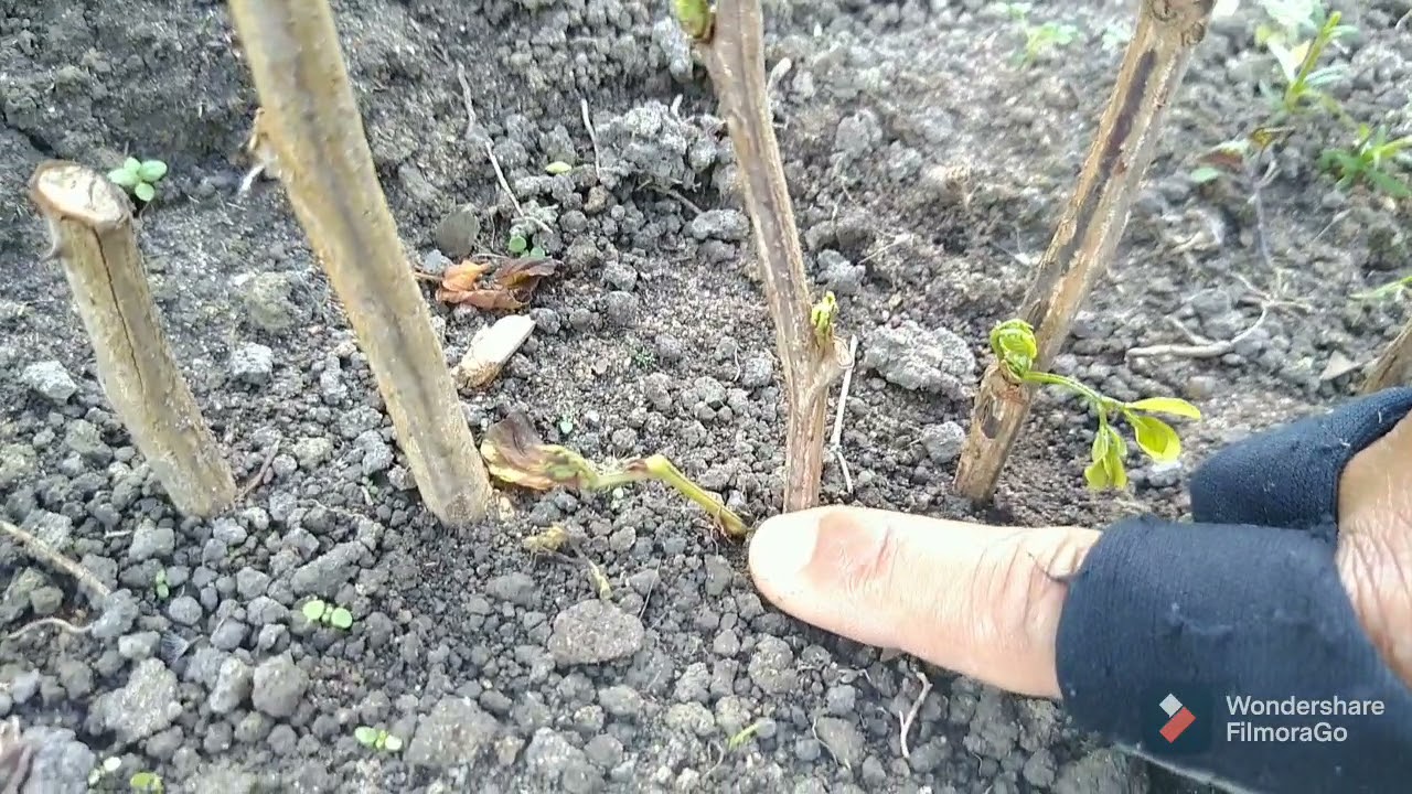 Estarquia de Sansão do campo parte 2 concluir !!!