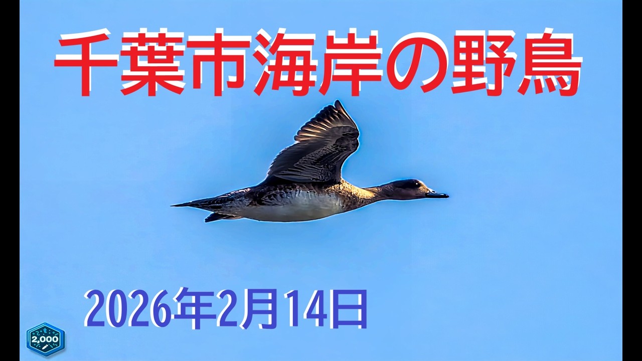 千葉市海岸の野鳥　2026年2月14日