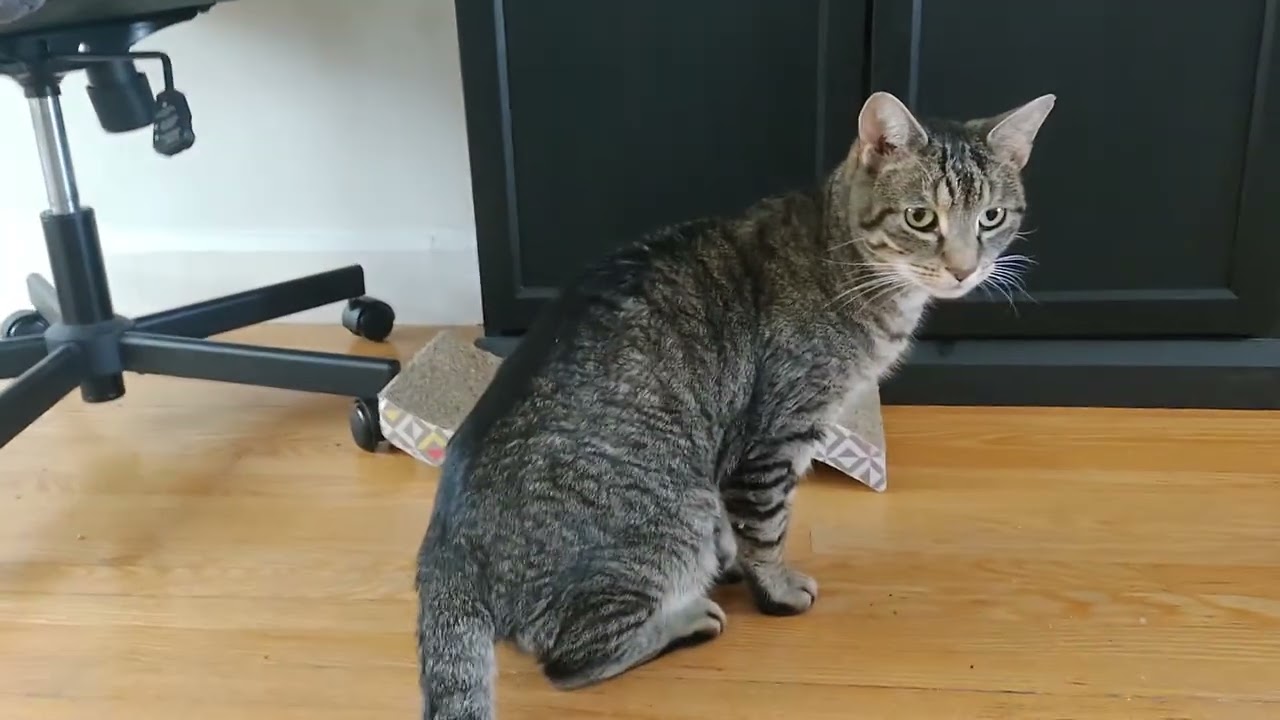 playful Churro