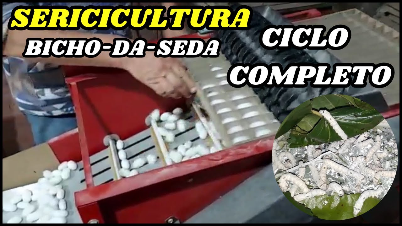 SERICICULTURA | Mostrando o ciclo completo do bicho da seda