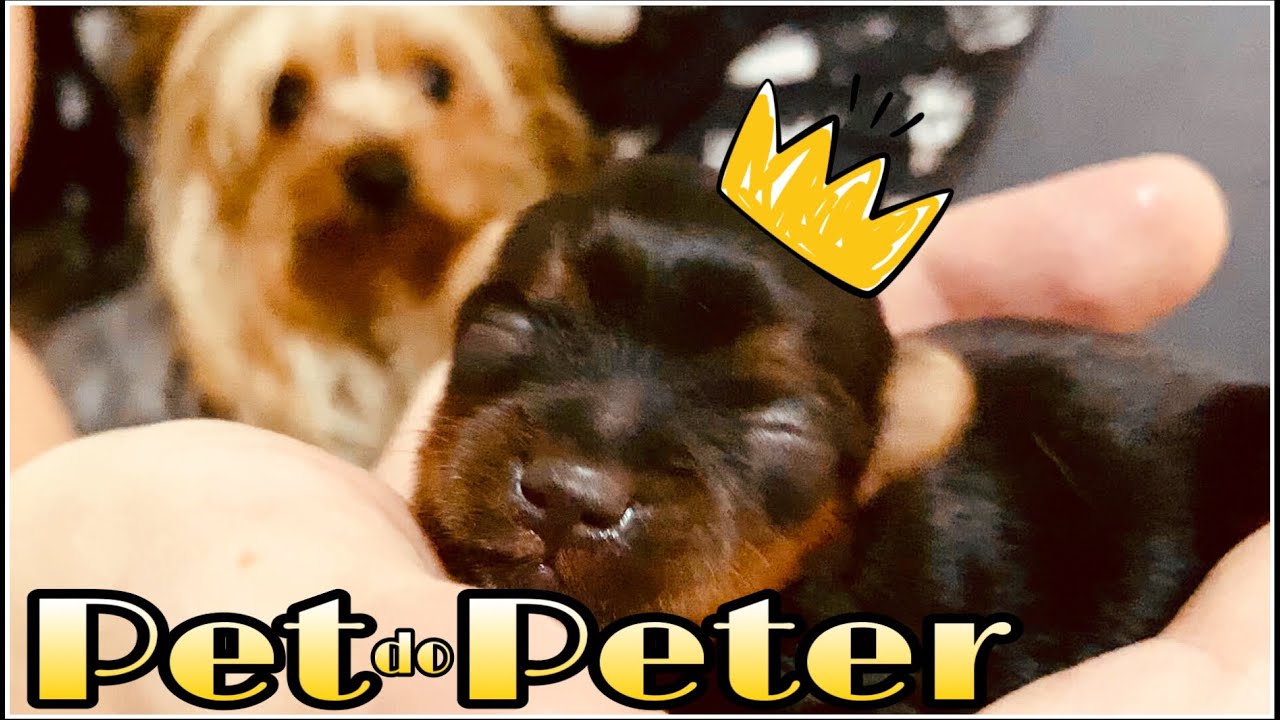 UM BEB&Ecirc; PET NASCEU! NOVO MASCOTE CACHORRINHO DO CANAL PETER TOYS