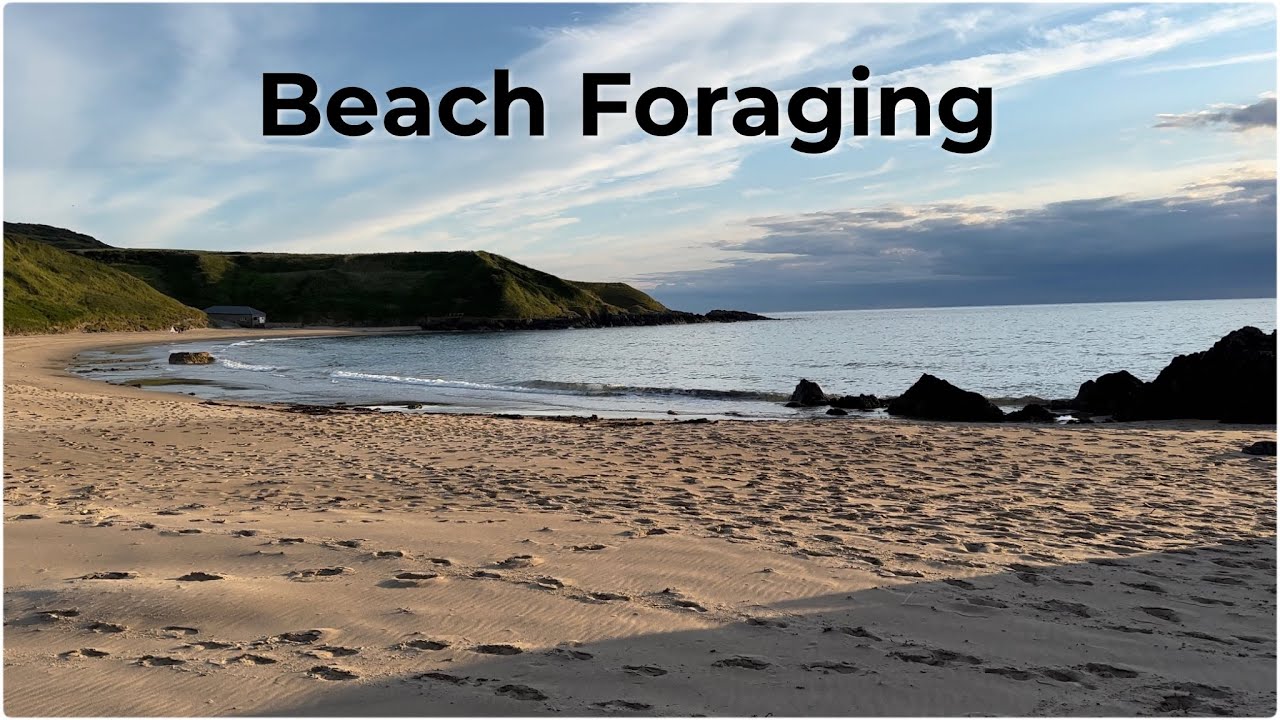A Quick Forage on a Beach #coastalforaging