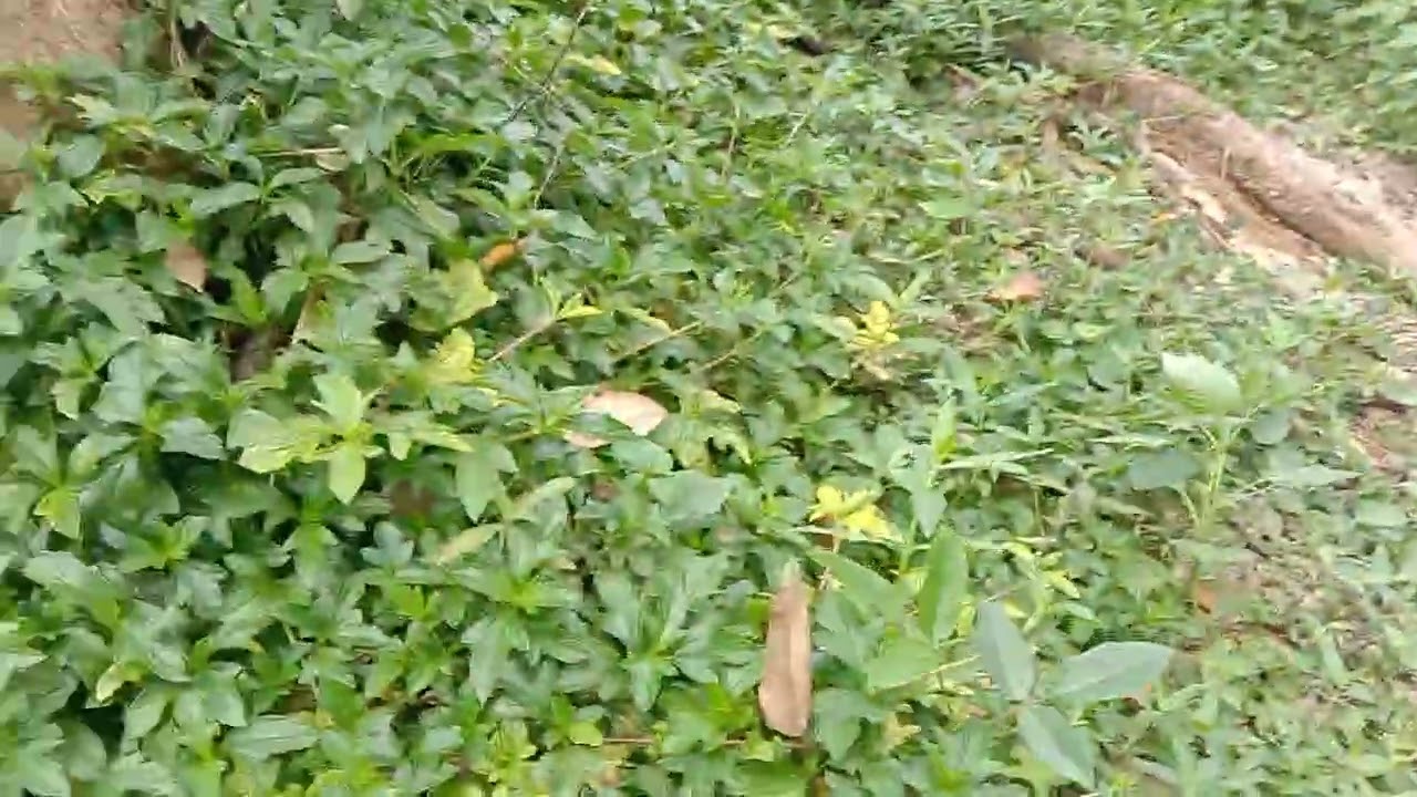 เข้าป่าดอนหัวนาเก็บขี้เหล็ก