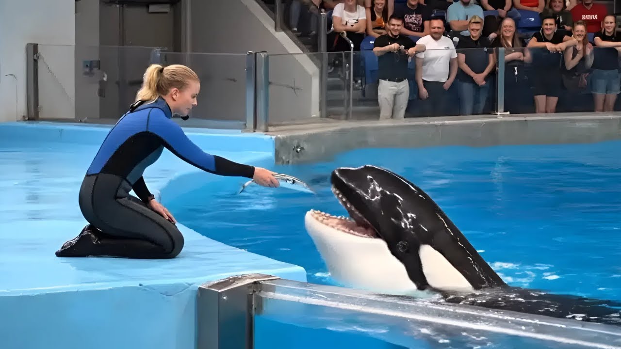 Jessica Radcliffe vs Orca Attack Which Story is TRUE