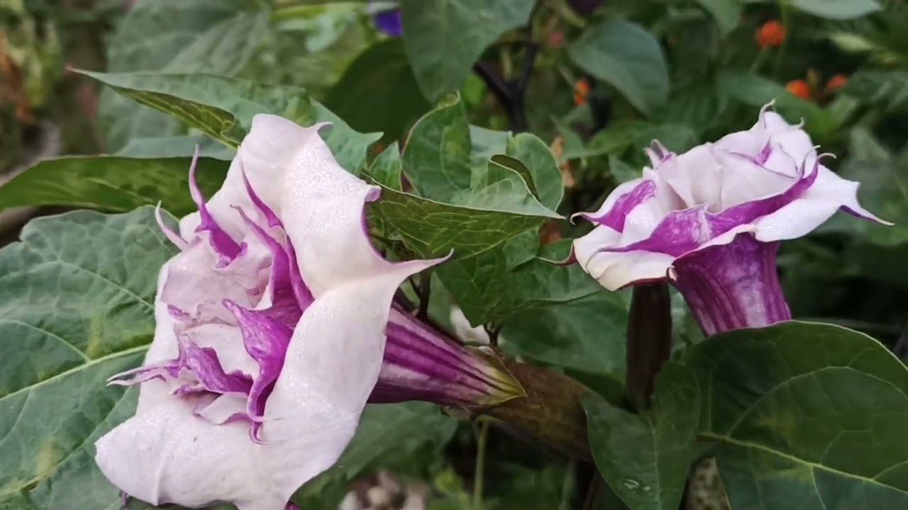 horoz ibigi pamuk cicegi sinameki