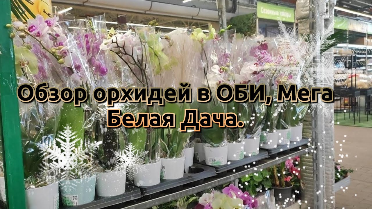 Обзор орхидей в ОБИ, Мега Белая Дача, г. Котельники#обзор#2026#funny#flowers#video 