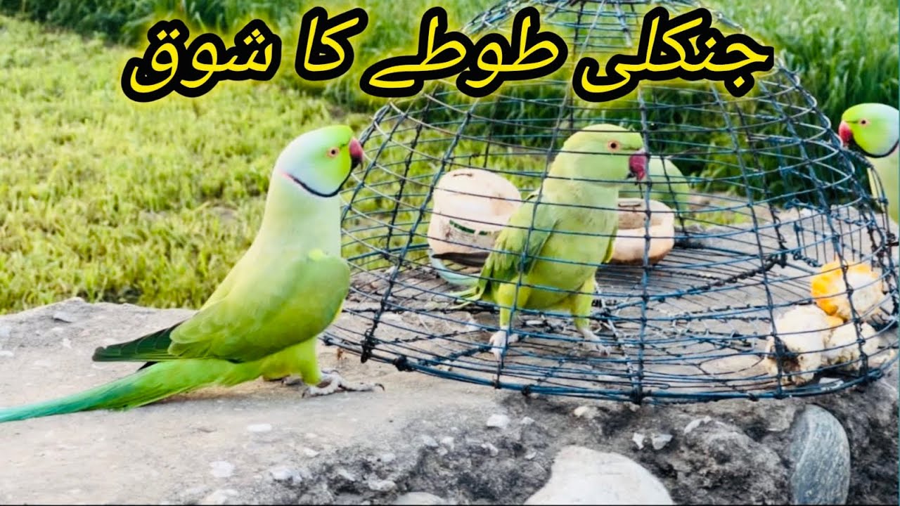 Green parrot training video 🦜#parrotvideo #parrot #greencolor #1mviewers #funny #viralvideo 