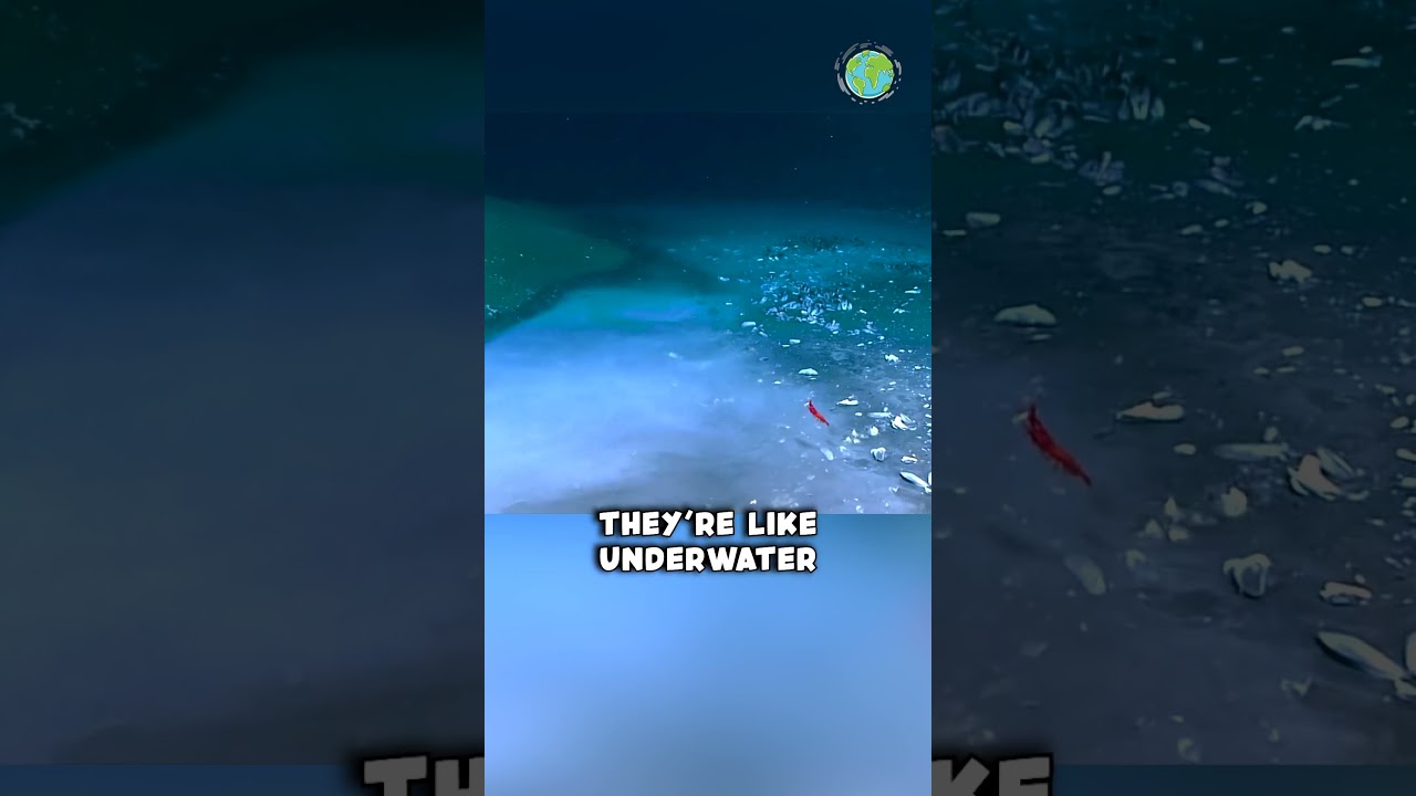 Brine Pools are Basically Underwater Lakes #shorts #interestingfacts #nature