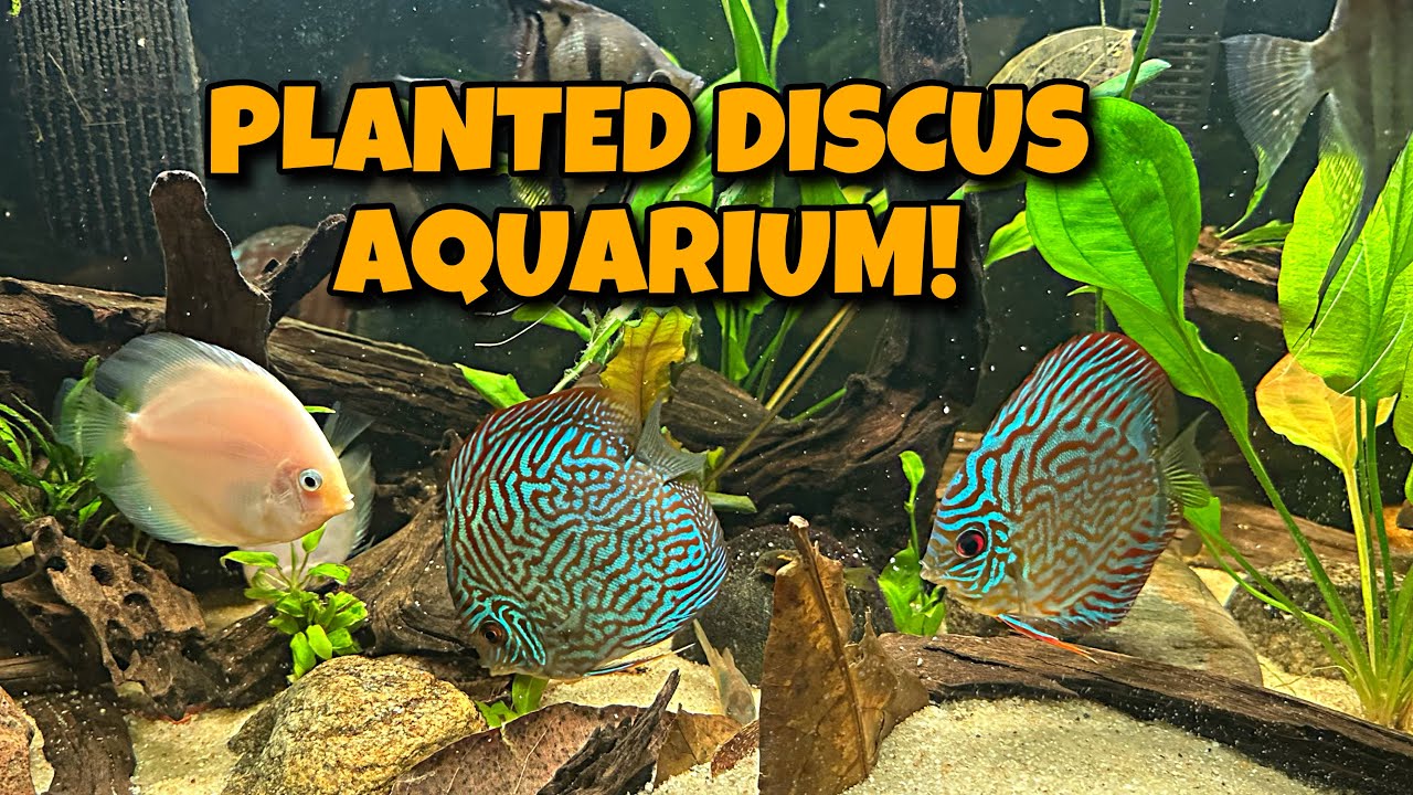 ALL MY AQUARIUMS! NEW 125 Gallon Planted DISCUS Fish Tank!