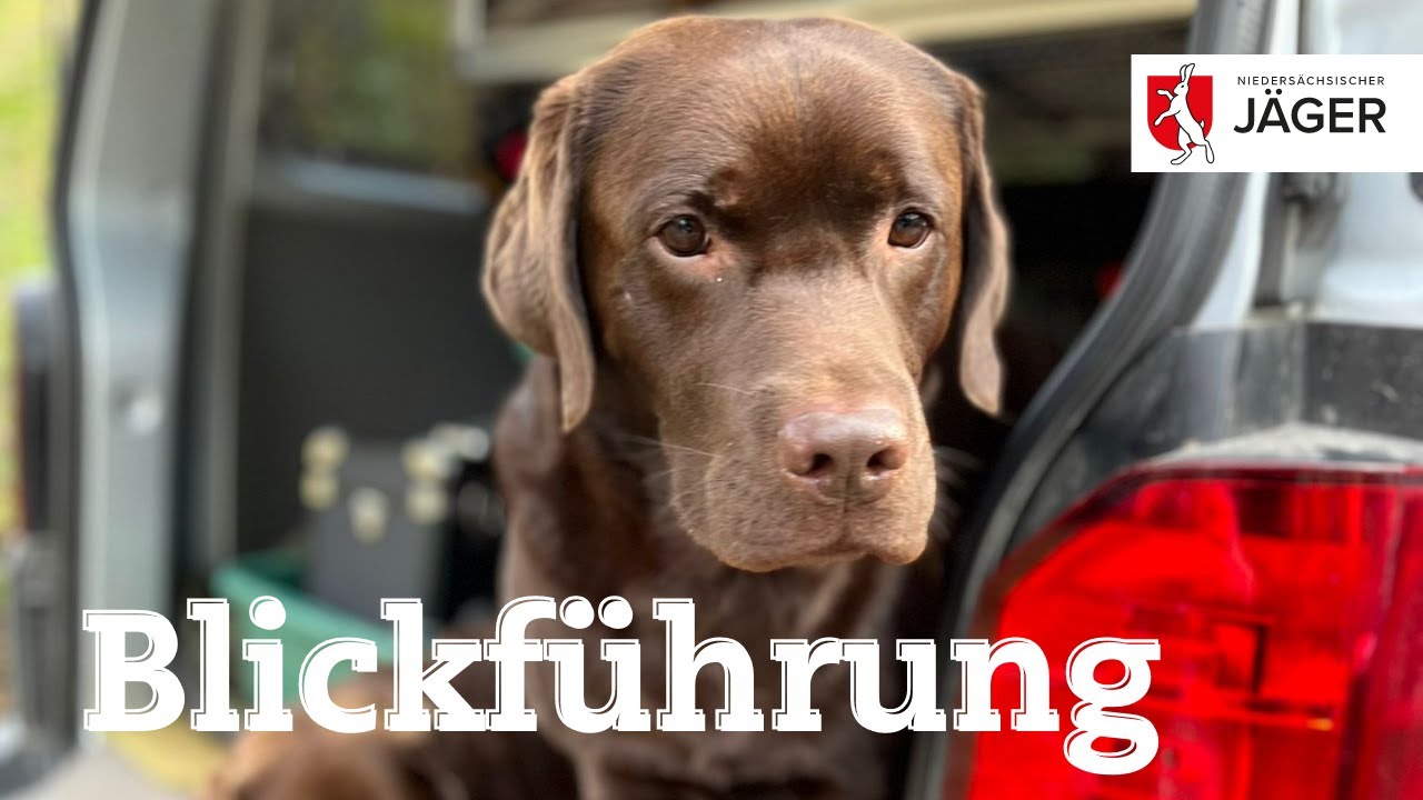 Schau mir in die Augen! - Wir Jäger in Niedersachsen unterwegs Jagdhundetrainerin Kathleen Hohendahl