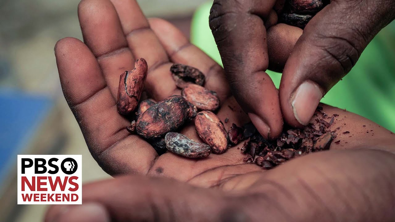 Hard-hit cocoa harvests in West Africa cause chocolate prices to soar worldwide