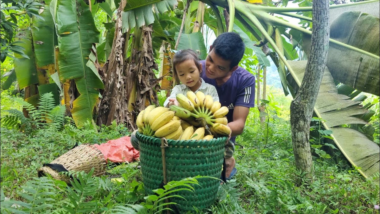 Today went with my uncle pick papaya and bananas to sell, my sister went to extra classes.