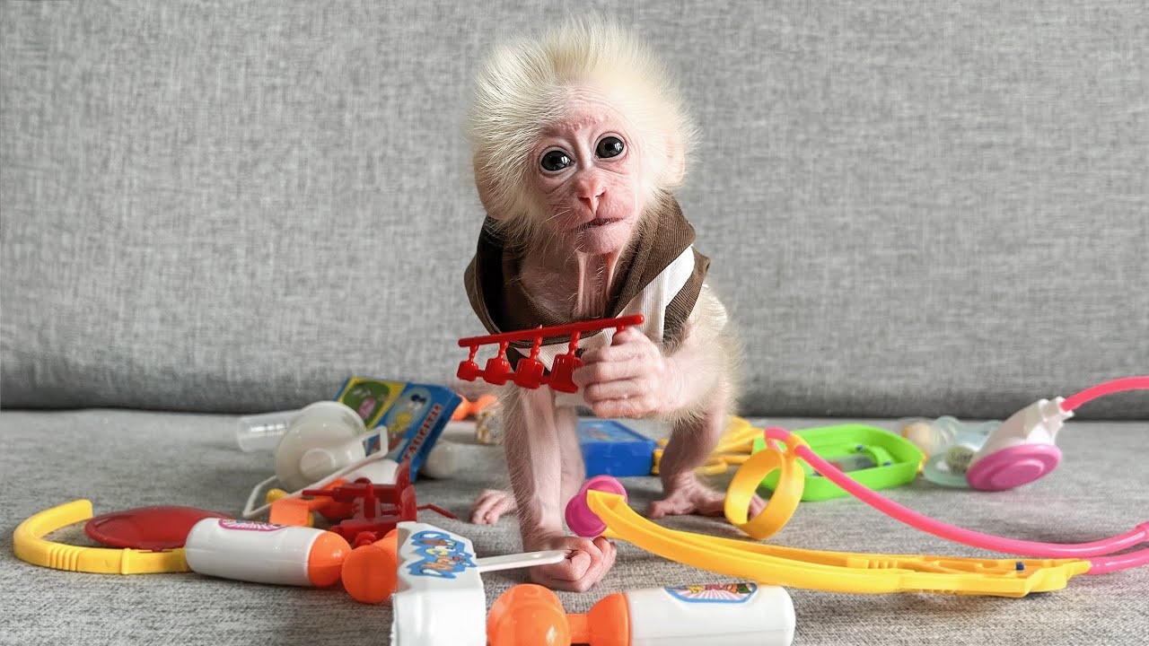 Monkey Baby Molly is curious to see the new toy from Dad