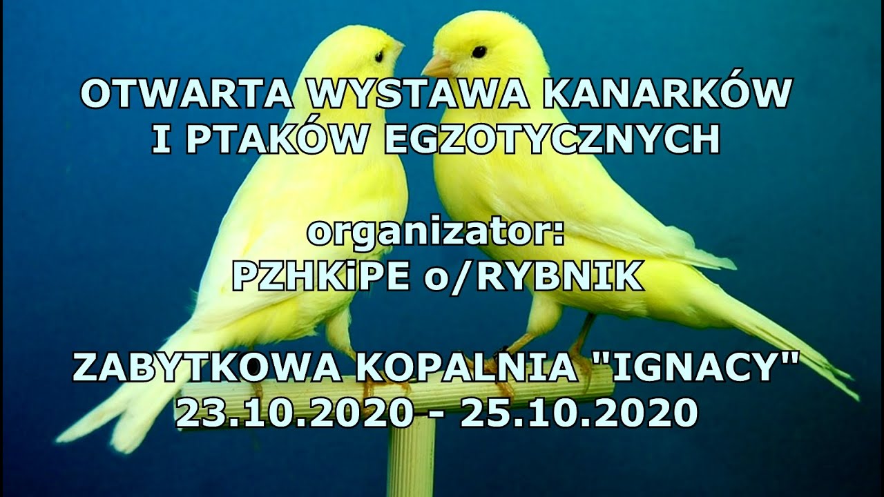 Wystawa kanarków i ptaków egzotycznych | PZHKiPE o/Rybnik 2020