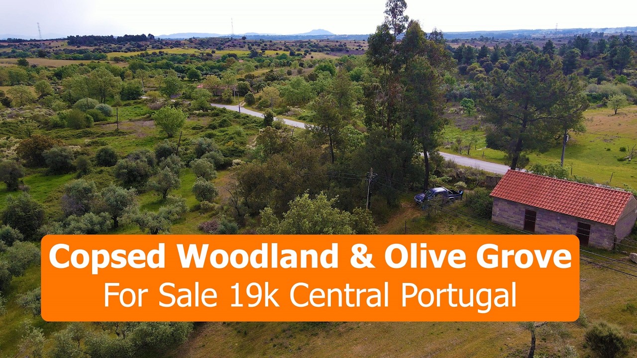 Copsed Woodland & Olive Grove for Sale in Central Portugal | Fund&atilde;o Property