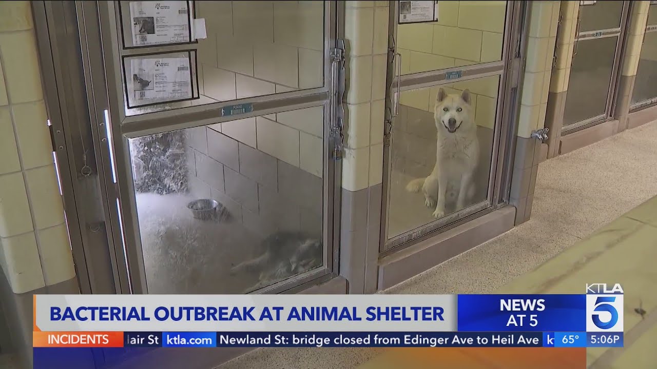 Bacterial outbreak at Riverside County animal shelter