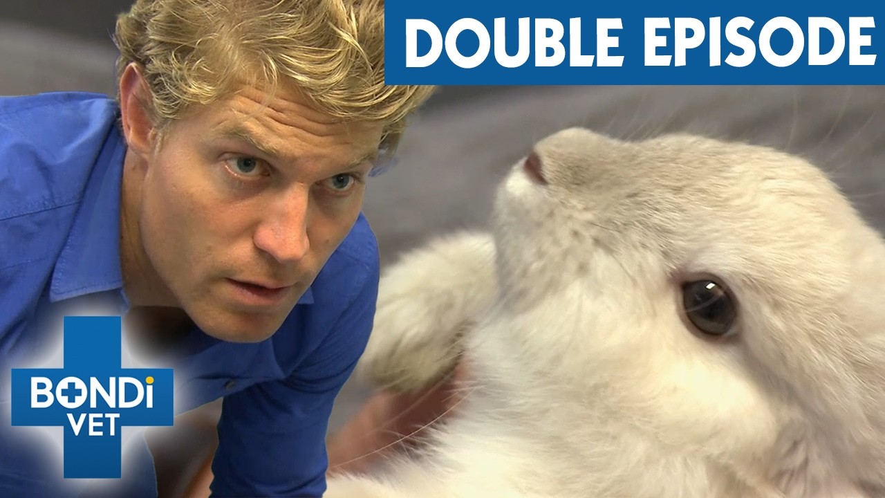 Bunny Has A Devastating Leg Injury That Needs Amputation | Bondi Vet