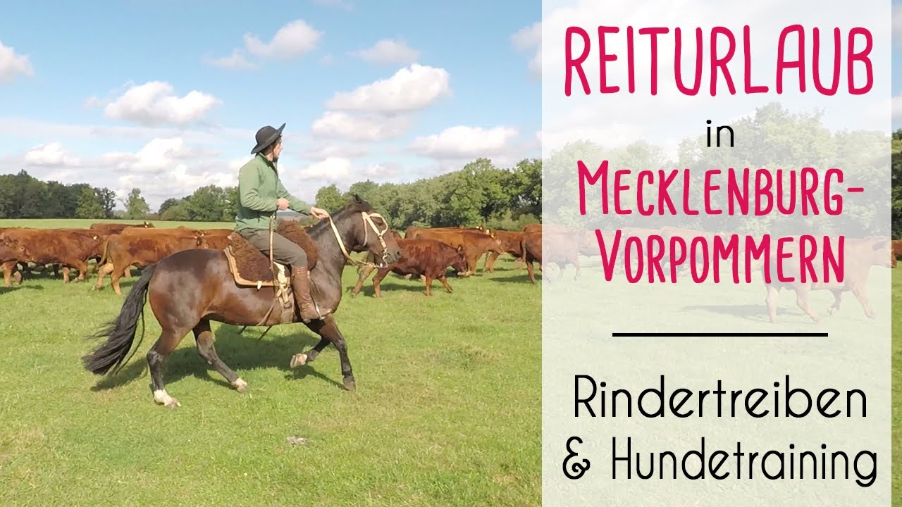 Reiturlaub in Deutschland: Rindertreiben und Training mit der Hundemeute!
