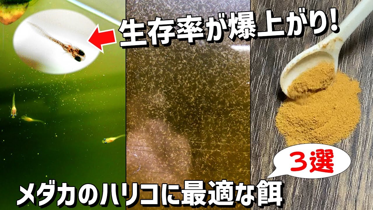 【メダカのビオトープ】初心者でも失敗しないメダカの赤ちゃん（ハリコ）の生存率を爆上げするお勧めの餌3選！