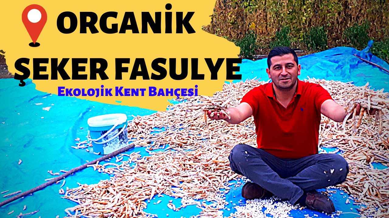FASULYE YETİŞTİRİCİLİĞİ - AKKUŞ ŞEKER FASULYESİ