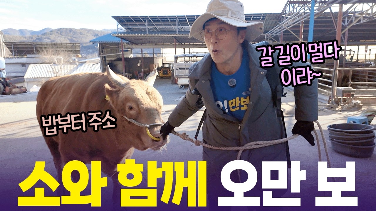 800kg 청도 소 끌고 걷기 🤩 풀파워로 걷는 이정용 [6시 내고향] | KBS 260304 방송
