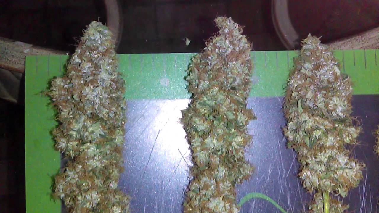 Legal Medicinal Medical Cannabis Marijuana Grow