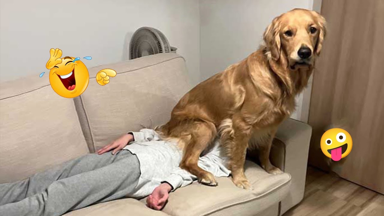 You definitely won’t be able to stop laughing at these dogs 🤪🐕 Funniest Dog Compilation 2026