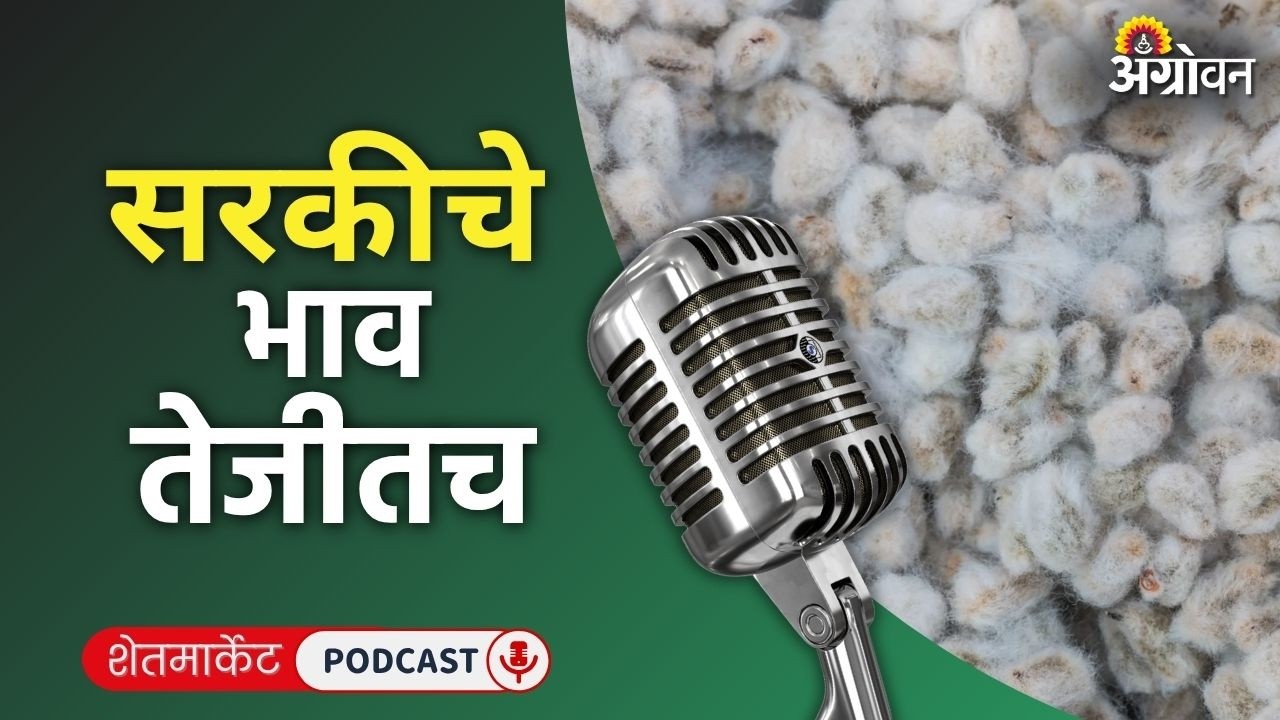 Cotton, Soybean Rate: कापूस बाजार, सोयाबीन दर, हळद भाव, तूर रेट | Agrowon