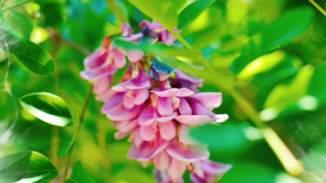 #7 robinia akacjowa Takie Nasze #ogrody