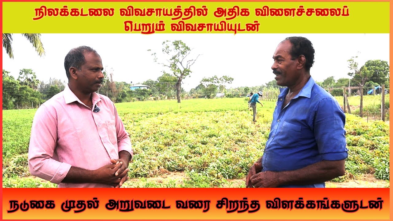 நிலக்கடலை நடுகை முதல் அறுவடை வரை - சிறந்த விளக்கங்களுடன்