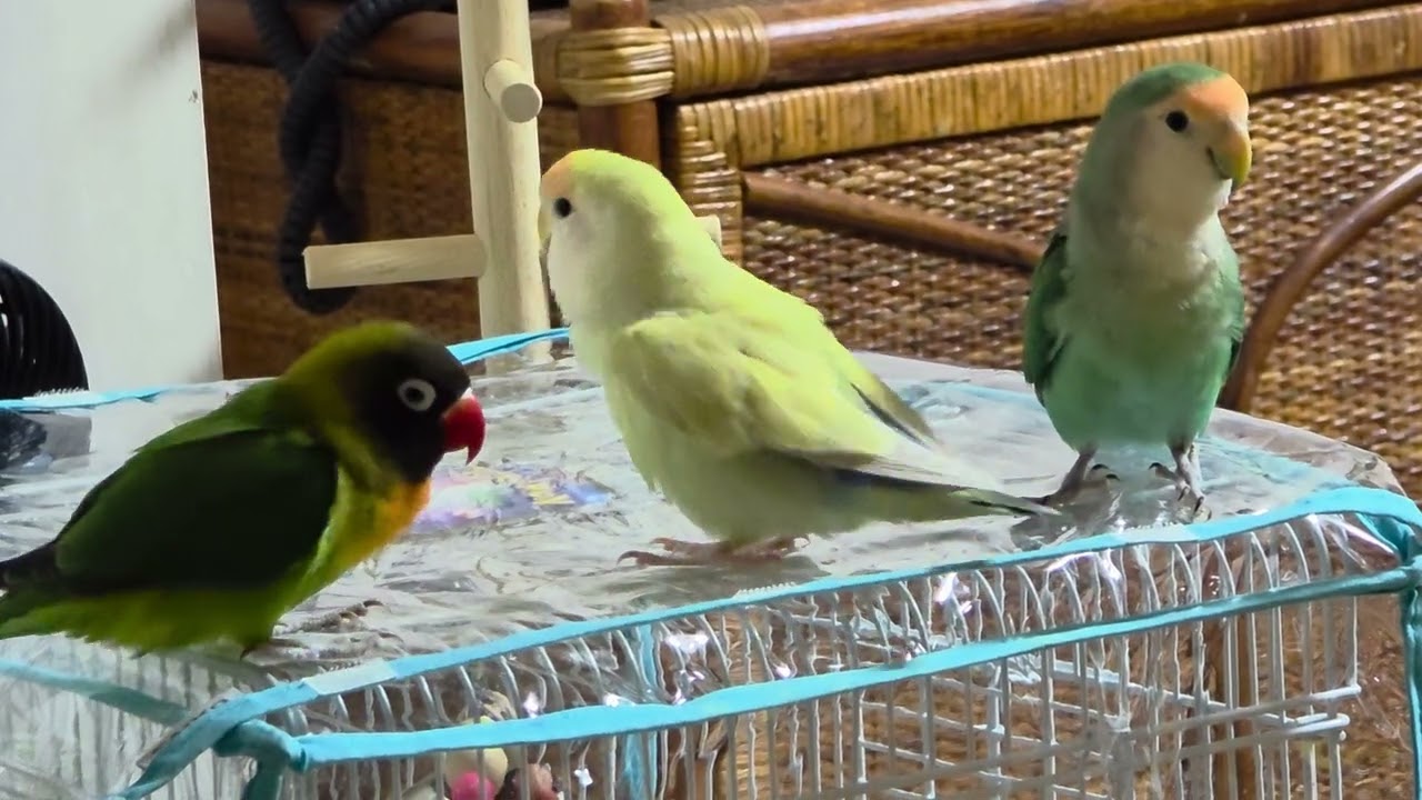 今日の集い #lovebirds  #birds 