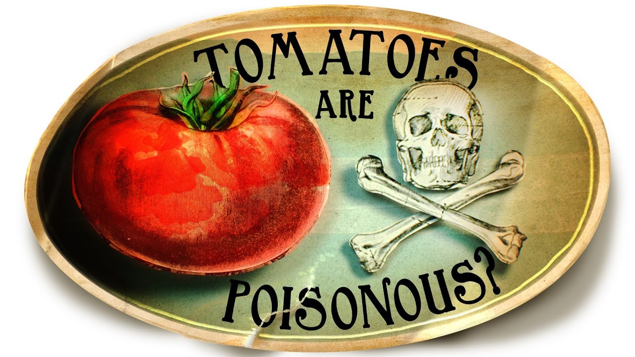 Tomatoes are Poisonous? 5 Deliciously Weird Facts about Tomatoes