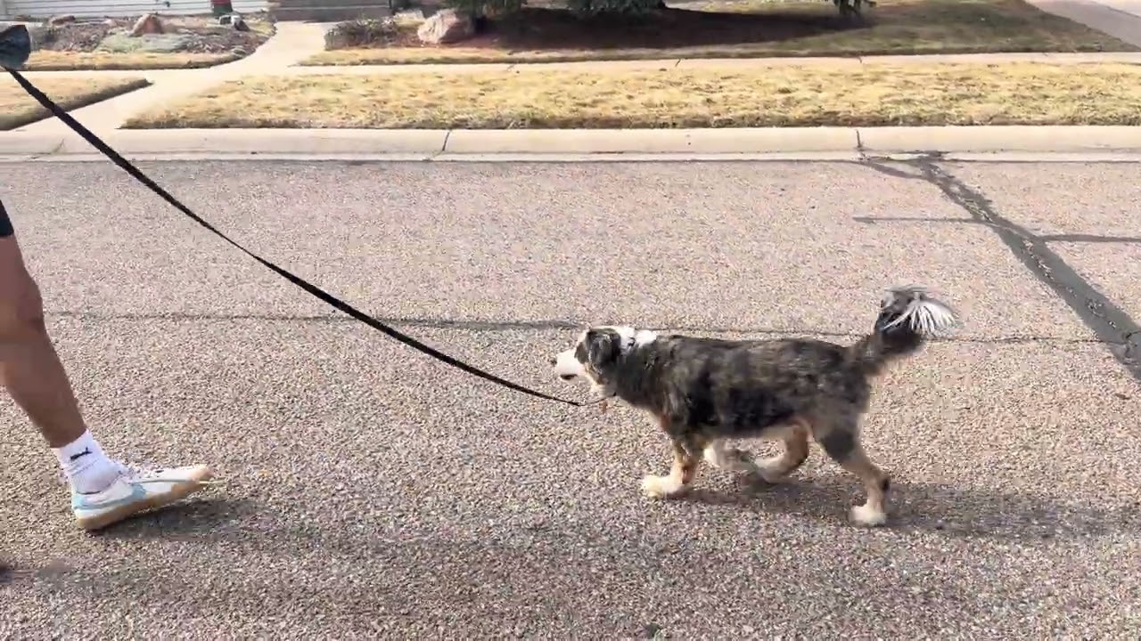 Lou walking 2.16.26