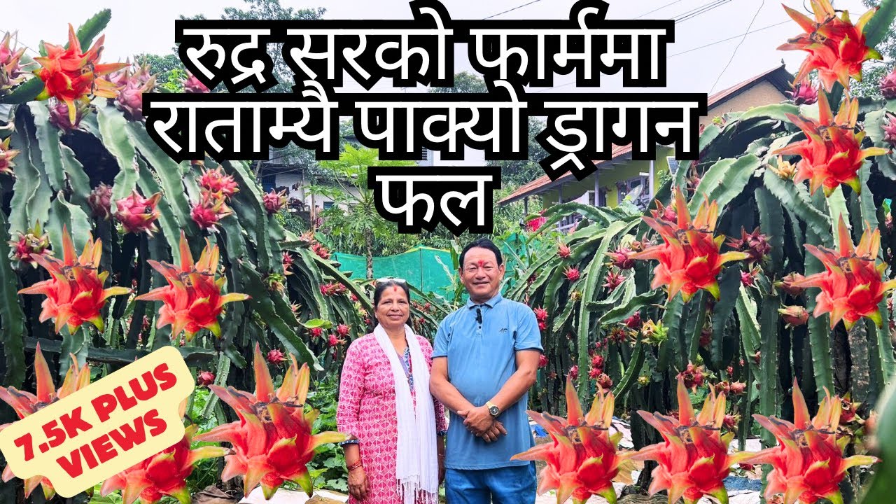 रुद्र सरको फार्ममा || राताम्यै पाक्यो ड्रागन #draganfruit#fruit#organic