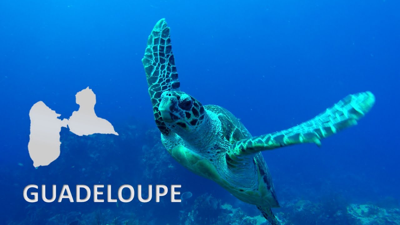 DIVING IN GUADELOUPE