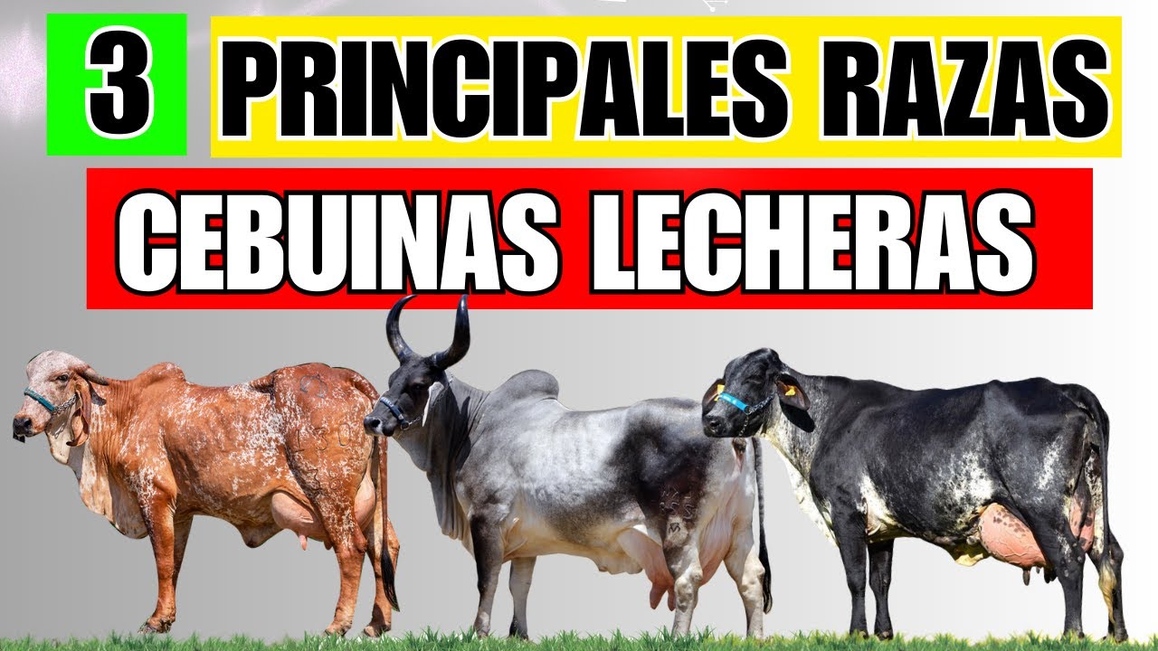 Las 3 principales razas cebuinas productoras de leche. La &uacute;ltima es una obra de arte.