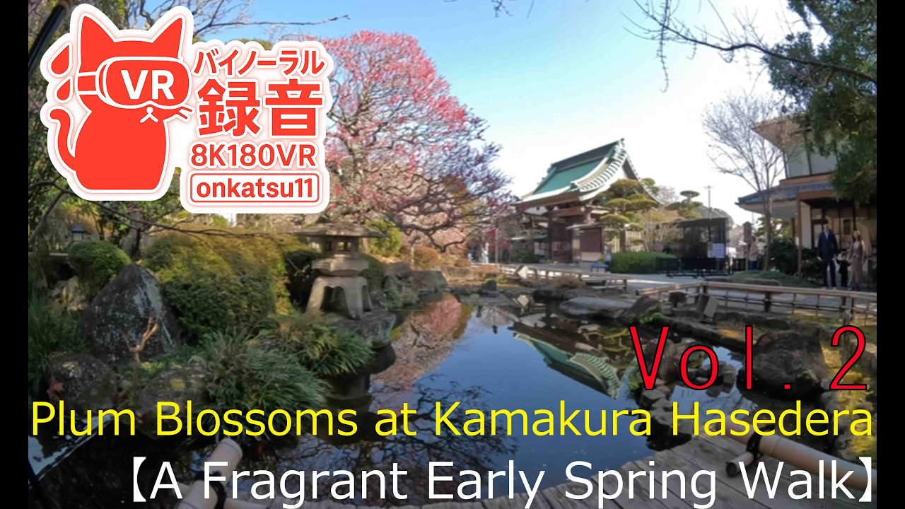 🌸 [Plum Blossoms at Kamakura Hasedera—A Fragrant Early Spring Walk (8K VR180)] Chapter Two‼