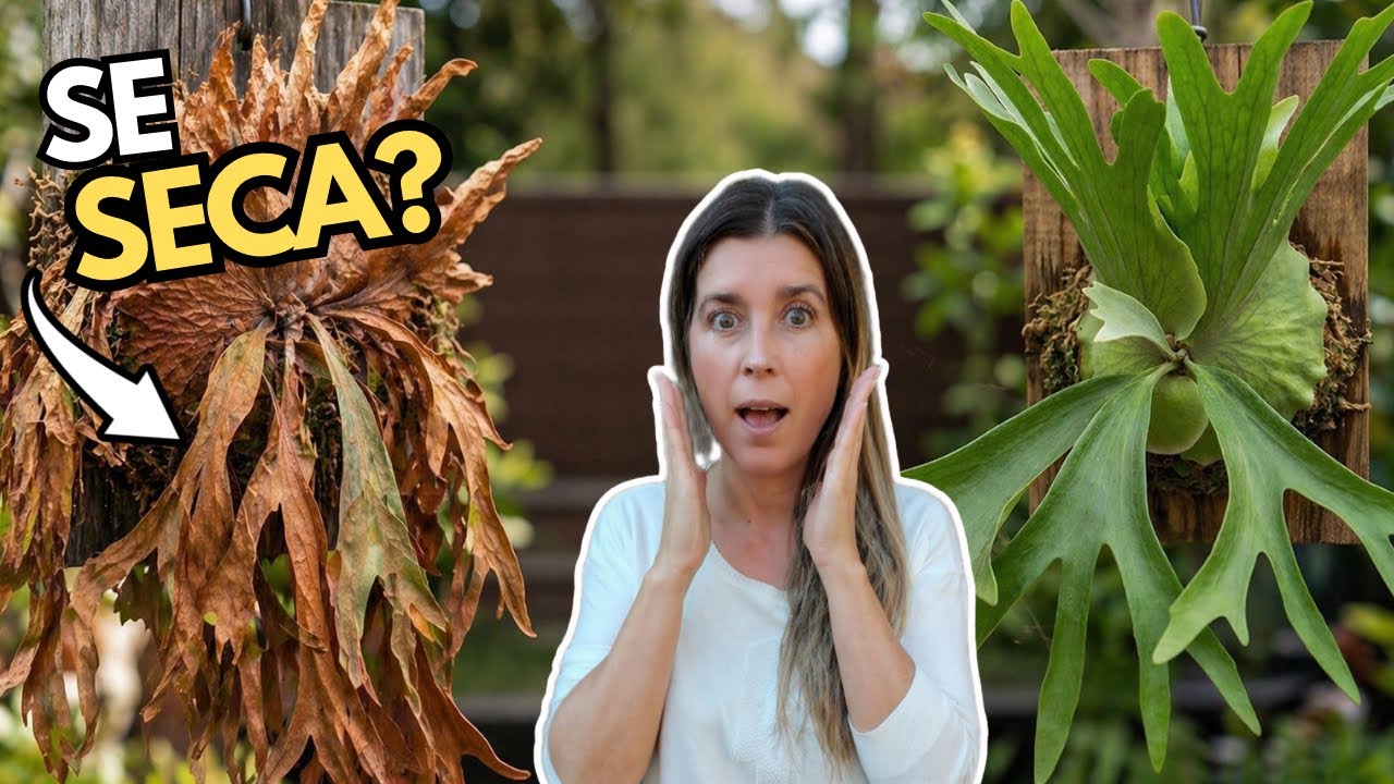 POR QUÉ se me SECAN🍂 las HOJAS de mi HELECHO CUERNO de ALCE? NO cometas este ERROR!❌