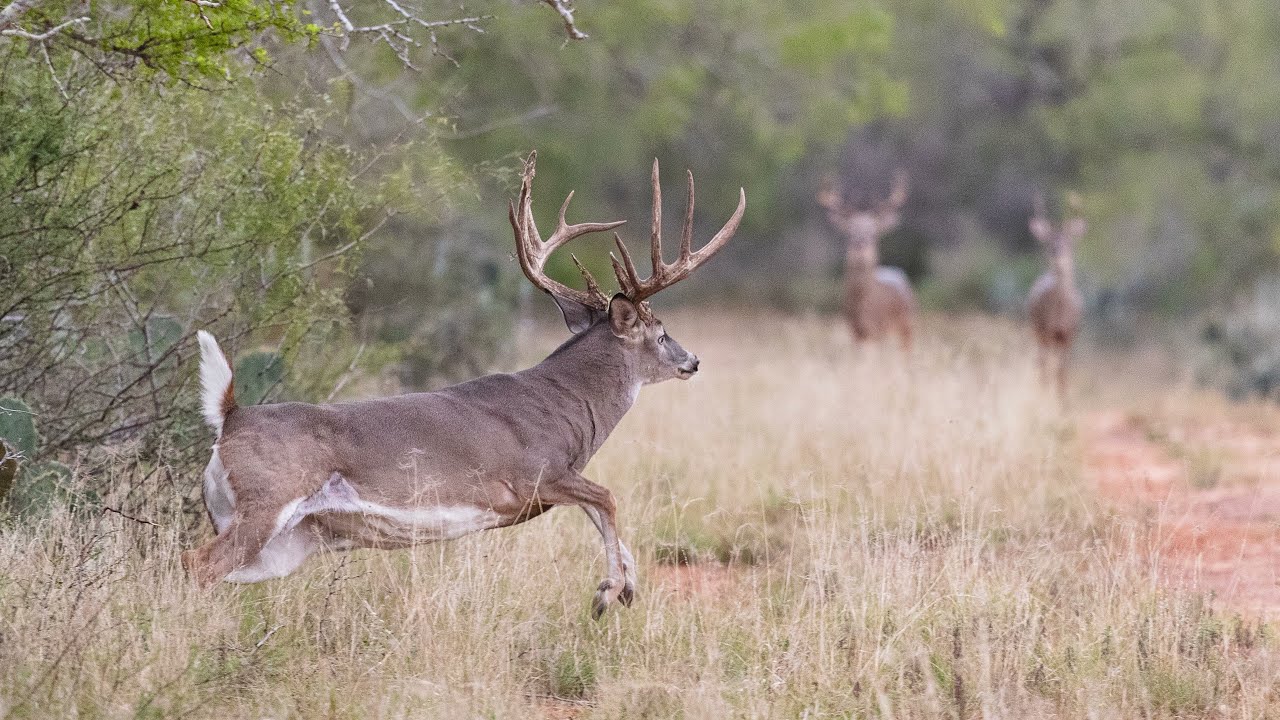 Frio Crossing Ranch | Texas Ranch Sales, LLC