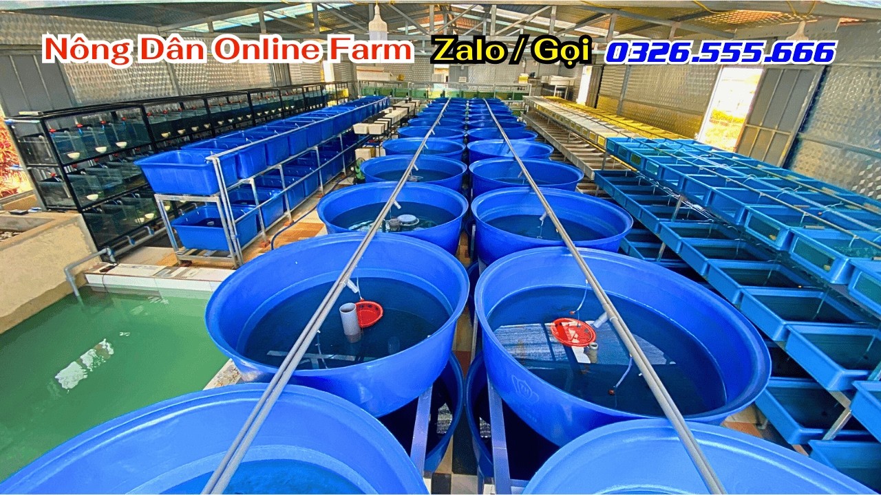 Khuyến Mãi Đầu Năm, Tặng Voucher 33% khi mua cá bảy màu tại trại | Nông Dân Online Farm